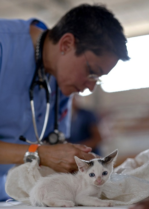 Оснащение для ветеринарии
